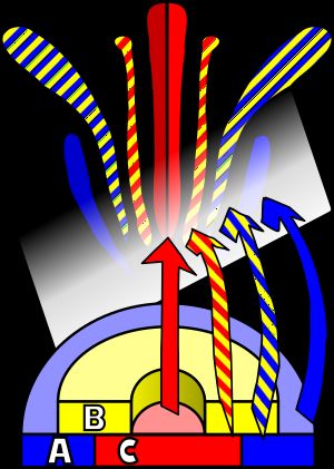 애기장대 연구를 통해, 꽃 기관 형성의 ABC 모델이 제안되었다.