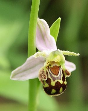 벌꿀난초(Ophrys apifera), 여러 세대에 걸쳐 암벌을 모방하도록 진화한 벌난초.