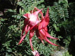 카카비크(Clianthus puniceus)