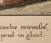 1784년 갈레리 데 모드 에 코스툼 프랑세즈(Galerie des Modes et Costumes Français)에서 볼 수 있는 ⟨ss⟩의 합자로서의 프랑스어 사용 예