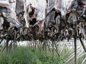 전통적인 대구 어장