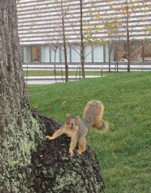 미국 너구리 다람쥐 (Sciurus niger) 클리블랜드 미술관 외부