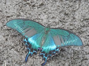 미야마카라스아게하(ミヤマカラスアゲハ)