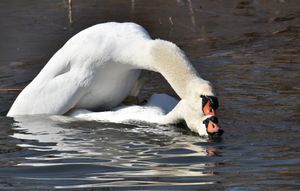 중국 허난성에서의 짝짓기