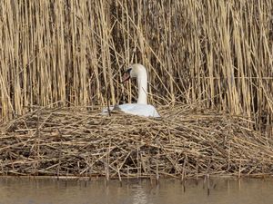 혹고니 둥지, 스웨덴