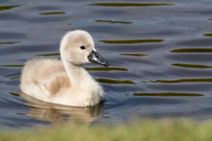 부화 후 3일 된 새끼 혹고니
