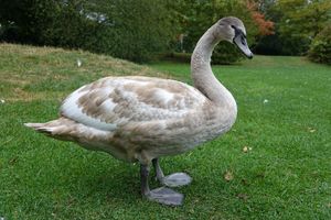 프랑스 오트랭주의 어린 혹고니. 성체의 깃털과 발달된 날개깃이 보인다