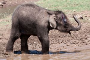 인도 코끼리 새끼는 종종 취약하여 호랑이의 먹잇감이 될 수 있다. 사진은 인도 나가르홀레 국립공원(Nagarhole National Park)에서 다친 새끼 코끼리이다.