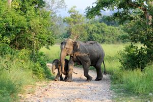 어미 코끼리와 새끼