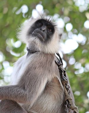 사육 중인 회색랑구르. 인도 야생동물보호법에 따라 이 종을 사육하는 것은 불법입니다.