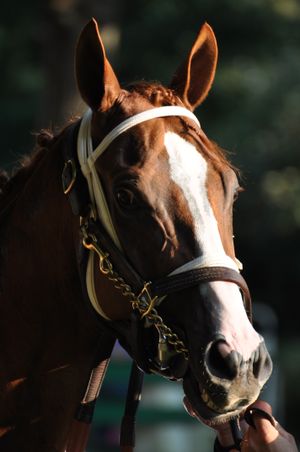 많은 동물은 거의 거울 대칭이지만, 내부 기관은 종종 비대칭적으로 배열되어 있다.