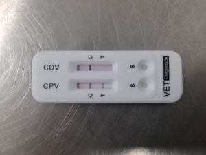 CPV 양성 반응을 보인 개의 진단 키트