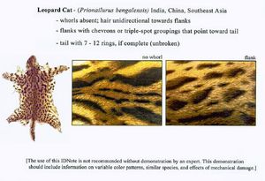법 집행 기관을 위한 식별 안내서의 삵 가죽 세부 정보