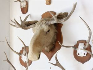 말코손바닥사슴 머리