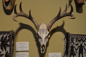 멕시코 서부의 코라족 문화 유물 전시회의 일부인 Odocoileus virginianus 두개골