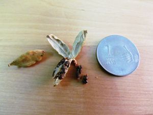 씨앗이 보이는 카다멈 열매 (크기 비교를 위한 20mm 인도 1루피 동전)