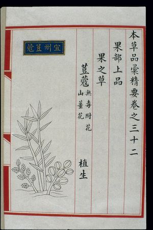 명나라 시대 중국 의학서 『본초품휘정요(本草品彙精要)』(1505년)에 나오는 일주(益州)산 카다멈 그림과 설명