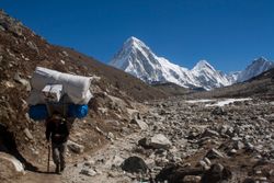 짐을 나르는 셰르파