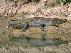 햇볕을 쬐는 mugger 악어