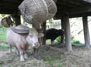 태국 치앙마이주의 알비노 물소