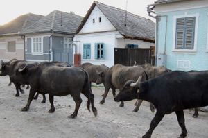 루마니아 브라쇼우주 물소