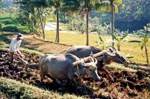 자바에서 아시아물소를 사용하여 논을 경작하는 모습; 쌀은 현대 인도네시아의 모든 계층에게 주식이며, 인도네시아는 세계에서 세 번째로 큰 벼 생산국이며 쌀 재배는 인도네시아 풍경의 많은 부분을 변화시켰다.