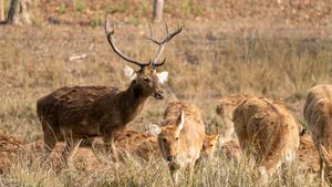 마디아프라데시주 칸하 국립공원의 바라싱하 무리