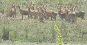 우타르프라데시주 두드와 국립공원의 습지사슴