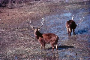 마디아프라데시주 칸하 국립공원의 습지사슴