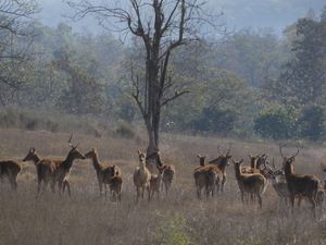 사투푸라 호랑이 보호구역의 습지사슴