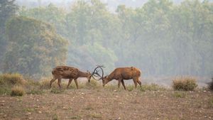 칸하 국립공원(Kanha National Park), 마디아프라데시주(Madhya Pradesh)에서 번식기인 습지사슴 수컷들