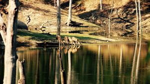 물을 마시는 사슴 떼