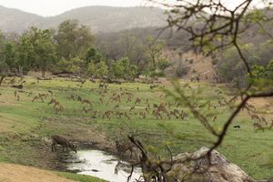 란탐보르 국립공원(Ranthambore National Park)의 사슴 떼