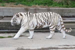 마드리드 동물원(Zoo Aquarium de Madrid)의 흰 호랑이