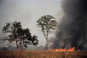 카지랑가의 제어된 방화