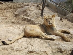 베이징 동물원의 사자