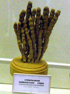  가지 모양의 해면동물 Lubomirskia baicalensis 박물관 표본 (살아있는 것은 더 밝은 녹색임)