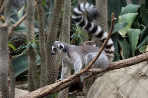 동물원의 여우원숭이