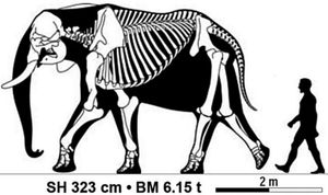 어린 수컷 아프리카코끼리 점보의 골격과 사람의 비교