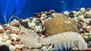 수족관에 있는 *Oratosquilla oratoria*