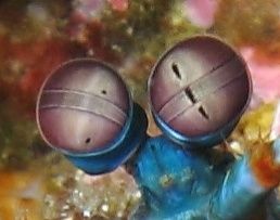 갯가재의 눈 근접 사진