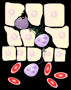 혈관과 주변 조직 세포를 묘사한 만화. 혈액에 1개, 조직 세포에 2개, 총 3개의 유사한 백혈구가 있다. 조직에 있는 세포들은 박테리아를 파괴할 수 있는 과립을 생성하고 있다.