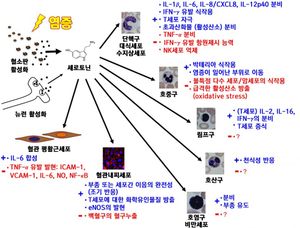 염증 과정에서 세로토닌의 작용 (파란색: 유도작용, 빨간색: 저해작용)