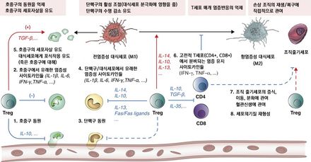 조절 T세포는 염증을 조절하여 조직의 재생과 복구를 돕는다.