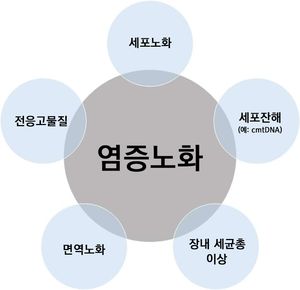 염증과 노화는 서로 밀접한 관련이 있다.