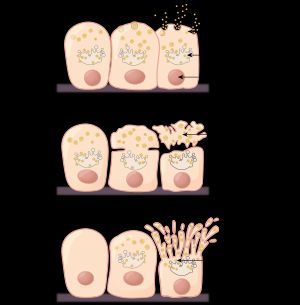 샘 조직의 분비 형태