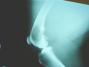 개의 원위 대퇴골 골육종 X-선 촬영