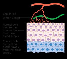 혈관신생이 없다면 종양은 제한된 크기 이상으로 성장할 수 없다