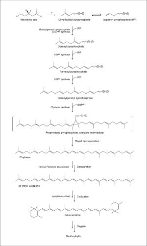 카로티노이드 합성 경로
