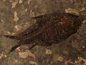 쳉한어류 (Jianghanichthys)의 화석